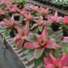 Bromelia Pink Grass - Gambar 3