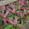 Bromelia Purple Grass - Gambar 4