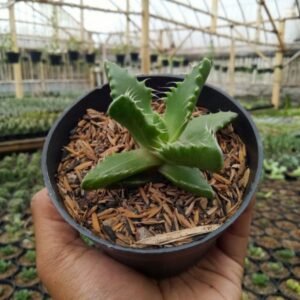 Aloe Faucaria Tigrina (Tiger's Jaw)