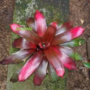 Bromelia Red Grass