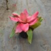 Bromelia Pink Grass - Gambar 2