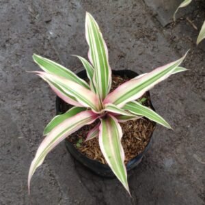 Bromelia Cryptanthus Putih