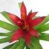 Bromelia Merah - Gambar 2