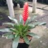Bromelia Vresia Red Dragon - Gambar 2