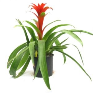 Bromelia Merah