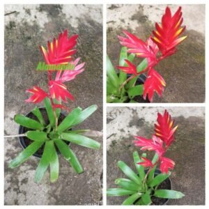 Bromelia Vresia Red Dragon