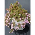 Centradenia 'Cascade Pink'