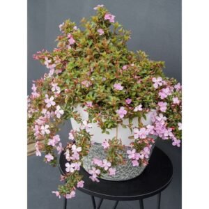 Centradenia 'Cascade Pink'