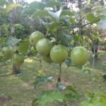 Markisa Buah