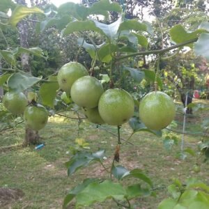 Markisa Buah