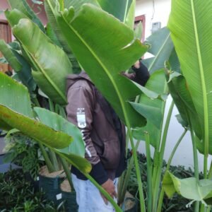 Pisang Kipas 1,5 Meter