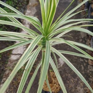 Dracaena Putih