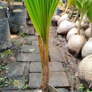 Kelapa Wulung