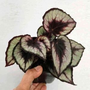 Begonia Rex