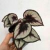 Begonia Rex - Gambar 2