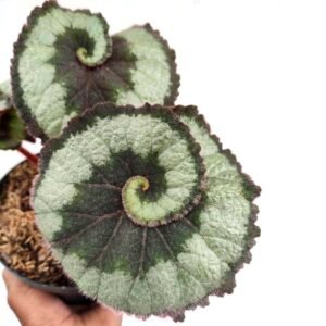 Begonia Keong