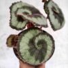Begonia Keong - Gambar 2