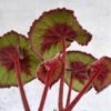 Begonia Keong - Gambar 3