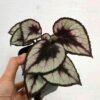 Begonia Rex - Gambar 3
