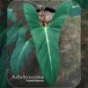 Adelonema Yanamonoensis - Gambar 2
