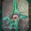 Adelonema Yanamonoensis - Gambar 4