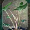 Adelonema Yanamonoensis - Gambar 3