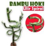 Bambu Hoki Ulir Spiral