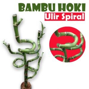 Bambu Hoki Ulir Spiral