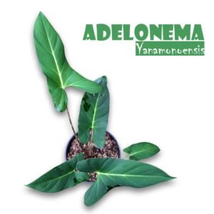 Adelonema Yanamonoensis