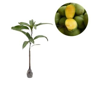 Mangga Kweni
