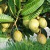 Mangga Kweni - Gambar 2