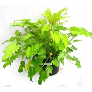 Philodendron Xanadu