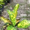 Puring Ruby Papua - Gambar 2