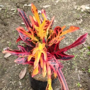 Puring Jet Orange