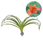 Tawny Daylily