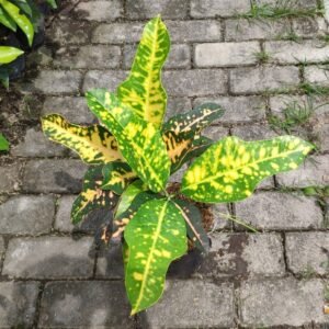 Puring Ruby Papua