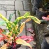 Puring Bor Kuning - Gambar 2
