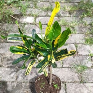 Puring Cakwe Kuning