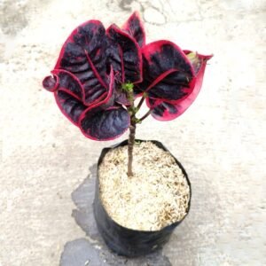 Puring Apel Merah