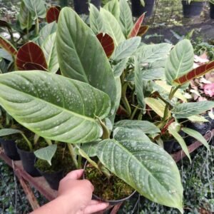 Philodendron Subhastatum