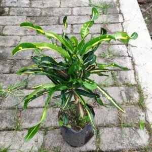 Puring Bor Hijau
