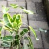 Puring Anting Raja - Gambar 2