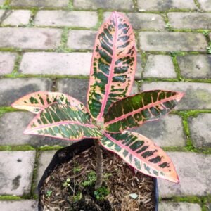 Puring Grass Pink