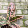 Puring Grass Pink - Gambar 2