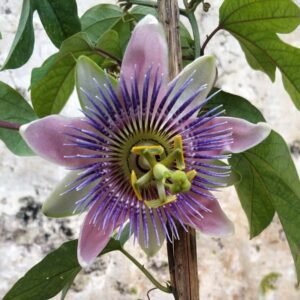 Passiflora Ungu