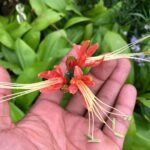 Peruvian Lily ( Eucrosia Bicolor )
