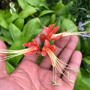 Peruvian Lily ( Eucrosia Bicolor )