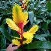 Bromelia Kuning - Gambar 2