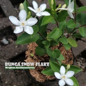 Snow Flake