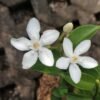 Snow Flake - Gambar 2